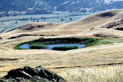 ring pond, Priest Valley, Monterey County, hills, scrub, prairie, woodlands, near Coalinga