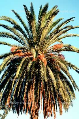 Palm Tree, Palm Dates