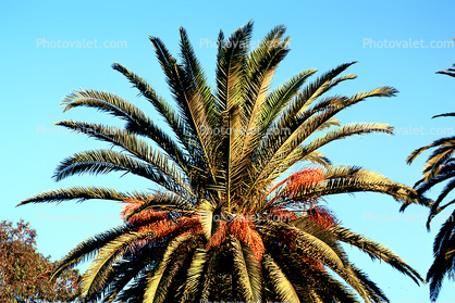Palm Tree, Palm Dates