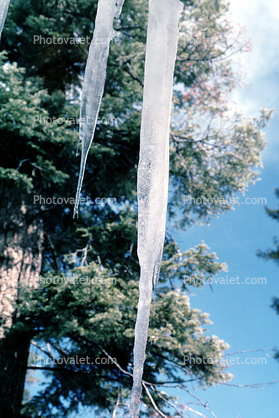 Icicle in the Winter