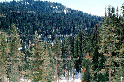 Forest of Trees, (Sequoiadendron giganteum)