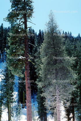 Giant sequoia (Sequoiadendron giganteum), Forest of Trees