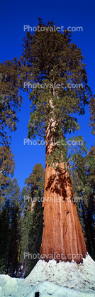 Giant sequoia (Sequoiadendron giganteum), Panorama