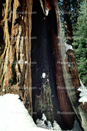 Hollow Burn Scar, snow, Giant sequoia (Sequoiadendron giganteum)