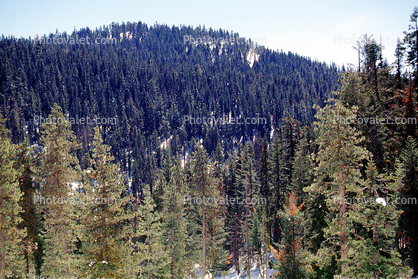 Mountain covered by a Forest of Trees