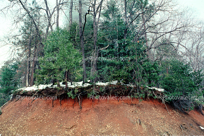 Tree Roots, Forest, exposed root system, dirt, cross-section, Erosion
