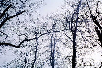 Bare Trees in the Winter
