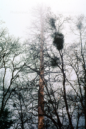 Bare Trees in the Winter