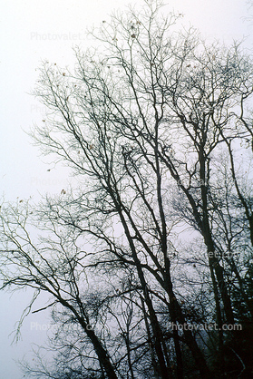 Bare Trees in the Winter