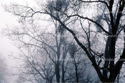 Bare Trees in the Winter Fog