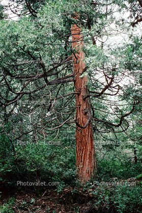 Sequoia tree (Sequoiadendron giganteum)