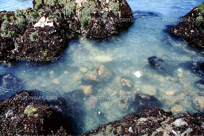 Cambria, Shore, Coast, Pacific Ocean, Tide Pool, Tidepools, salty tide pools