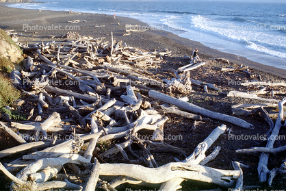 Driftwood, Beach, Cambria, Pacific Ocean