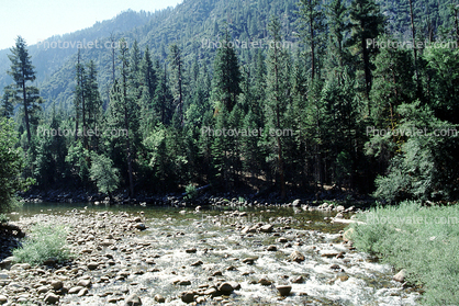 Forest, trees, King River, Kings Canyon National Park