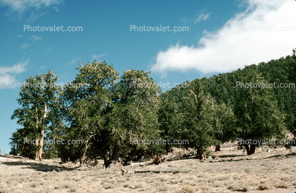Bristlecone Pine Trees