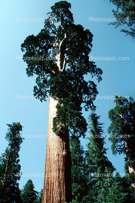 Sequoia Tree, Kings Canyon National Park