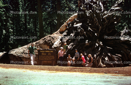 Sequoia Tree Roots