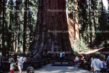 Sequoia Tree, General Sherman Tree, 1960s