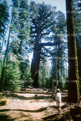 Mariposa Grove of Giant Sequoias, forest, trees