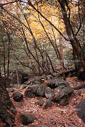 trees boulders and leaves