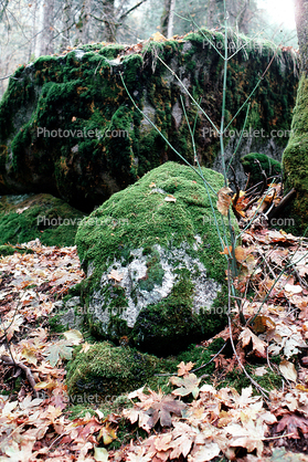 boulders, leaves, moss