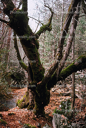 scraggly tree