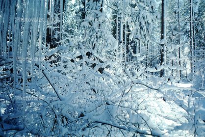 Snowy Trees, Limbs, Forest, Winter