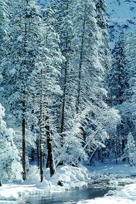 Snowy Trees, Valley, Forest, Winter, Woodland