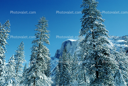Half Dome, Snowy Trees, Valley, Forest, Winter