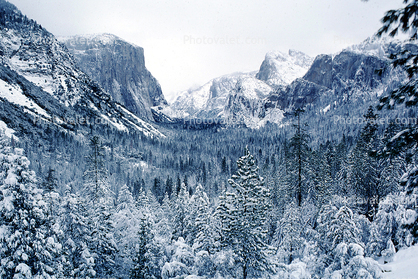 view from tunnel, Yosemite Valley in the Winter, El Capitan, Snowy Trees, Valley, Forest, Winter, Granite Cliff, Woodland