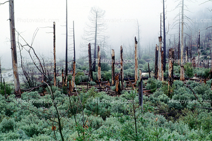 growth after a forest fire