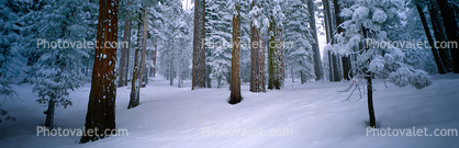 Panorama, Forest, Snowy Woods, Trees, Woodland