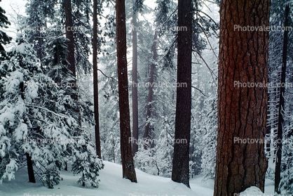 Forest, Snowy Woods, Trees