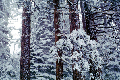 Forest, Snowy Woods, Trees
