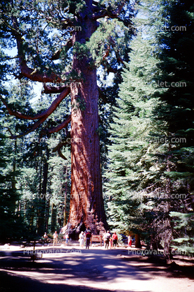 Grizzly Giant, Mariposa Grove, Sequoia Tree, Forest