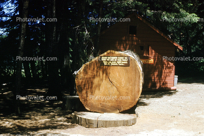 Sequoia Tree Cross Section, wood, tree rings