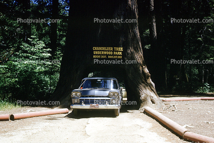 Chandelier Tree Underwood Park, Car-through-a-tree, Drive-Through Tree, Tunnel, 1960s