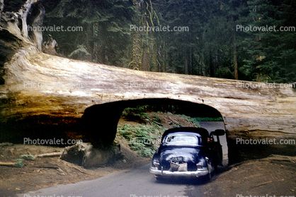 Tunnel Log, Car through a tree, tree tunnel, Cars, vehicles, 1940s, Car-through-a-tree, Drive-Through-Tree, Wawona Tunnel Tree, Sequoia, 1960s