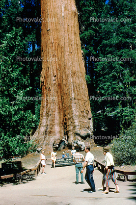 General Grant Tree, Sequoia Trees, Forest