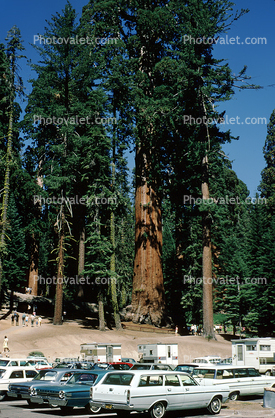 General Grant Tree, Sequoia Trees, Forest, cars, 1960s