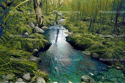 Magical Hobbit Forest, river in streaming bliss, Sedona, Oak Creek Canyon