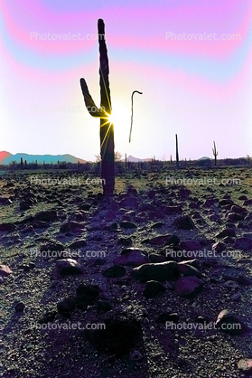 Mystical Snake Stick, Floating, Saguaro Cactus in a Rocky Desert