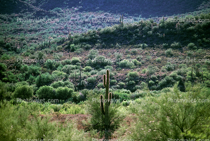 Desert Cactus scene