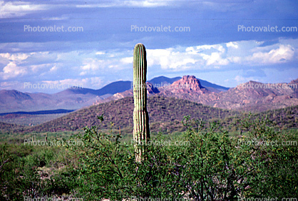 Lane Cactus, Mountains, Hills