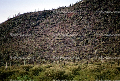 Cactus Forest