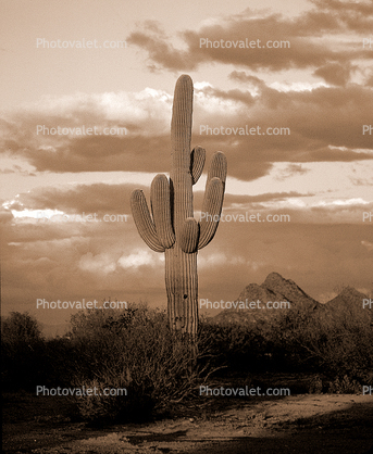 Lone Cactus in the Desert Sun Sepia