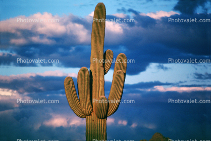 Lone Cactus in the Desert Sun