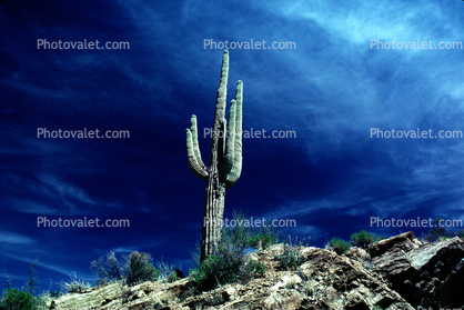 Lone Cactus and Whispy Clouds, Cirrus