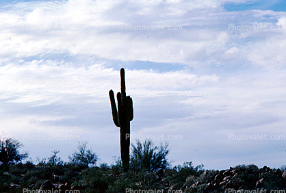 Lone Cactus