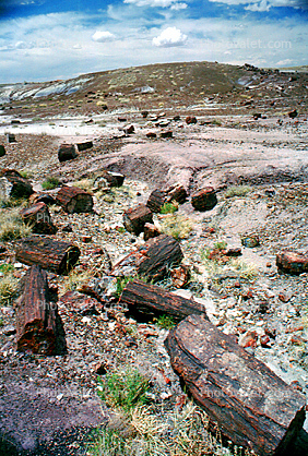 Petrified Tree debris, Long Logs Trail, hills